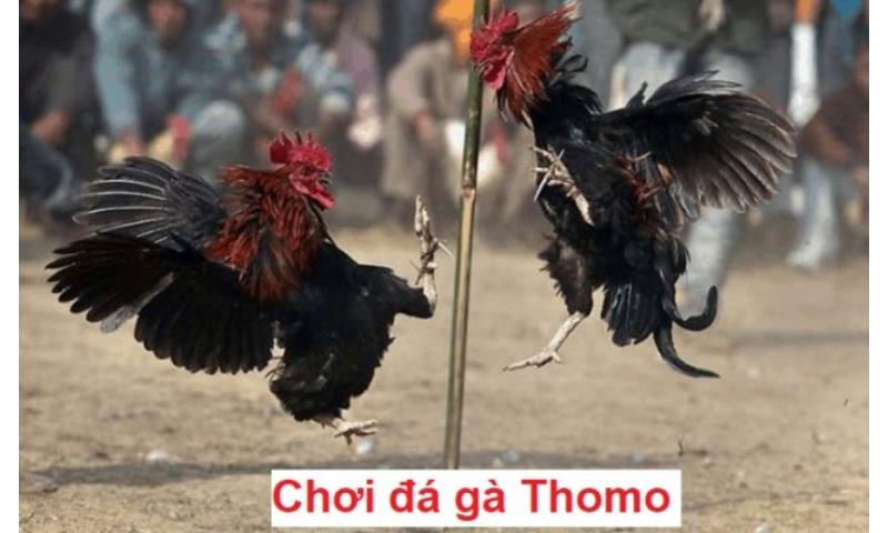 Đá gà thomo gaga6789 lôi cuốn, kịch tính.