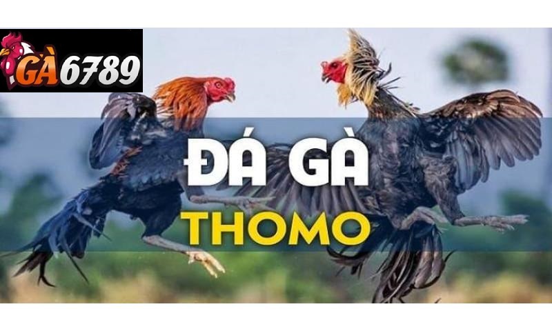 Tỷ lệ thưởng đá gà thomo gaga6789 hấp dẫn.