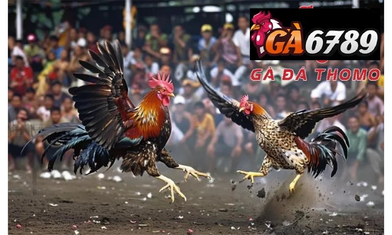Tham gia đá gà thomo gaga6789 nhận ưu đãi lớn.